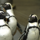Image for article titled Saturday Night Social: When Monster Penguins Ruled the Seas